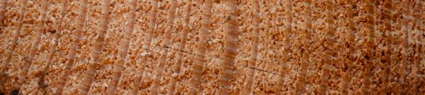 Tree rings photo by BBQ Junkie Tree rings photo by BBQ Junkie
